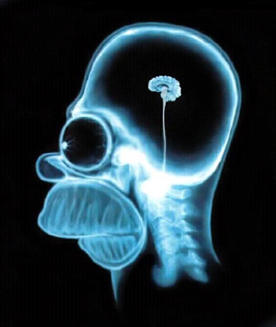 homer's brain homer's brain