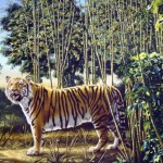 Hidden Tiger Optical Illusion Hidden Tiger Optical Illusion