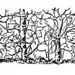 hiddenanimalart hiddenanimalart
