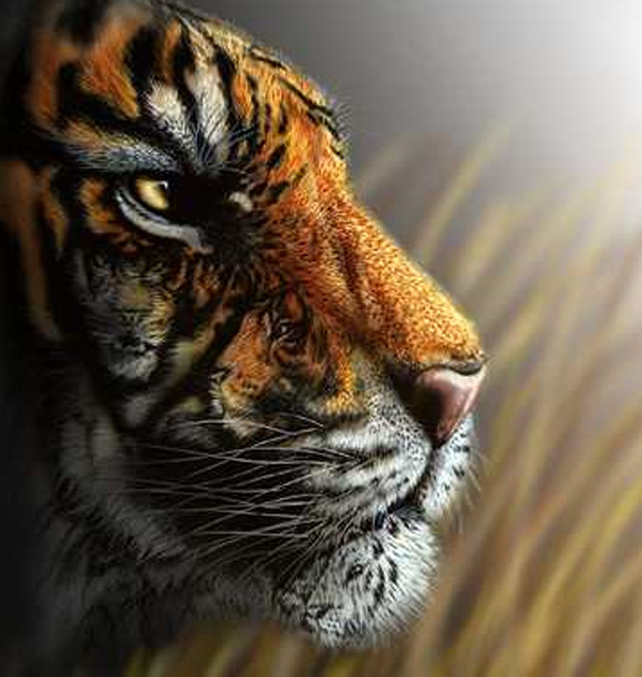 tigerbig tigerbig
