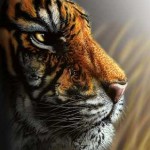 4 tigers optical illusion Find the 4 Hidden Tigers