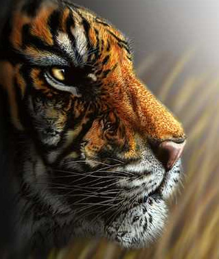 4 tigers optical illusion