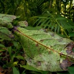 ng1 Camouflaged Toads Optical Illusion
