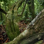 ng3 Camouflaged Toads Optical Illusion