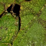 ng6 Camouflaged Toads Optical Illusion