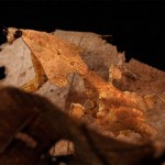 ng9 Camouflaged Toads Optical Illusion
