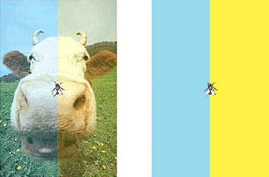 colored cow optical illusion