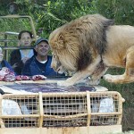 lion_illusion Why are they laughing? I would be terrified if some predator jumped on my vehicle!