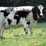 world cow optical illusion world cow optical illusion