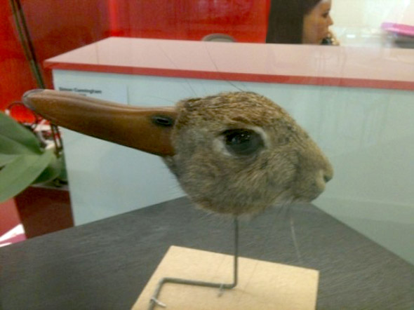 rabbit-duck.jpg