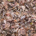 Vincent Price Pile of Leaves