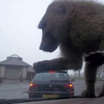 king kong optical illusion