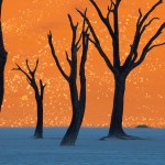 camel-thorn-trees-namibia_35259_990x742