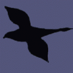illusion_oiseau