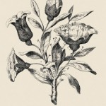 optical-illusion-puzzle-roses-and-noses