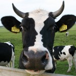 cow optical illusion