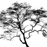 tree face