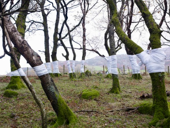 Zander-Olsen_Tree-Line_001
