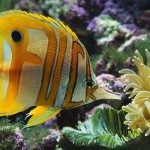 fish-with-pattern-that-spells-fuck