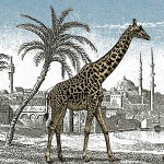 giraffe1
