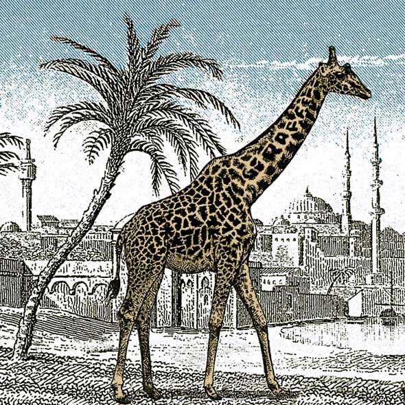 giraffe1.jpg