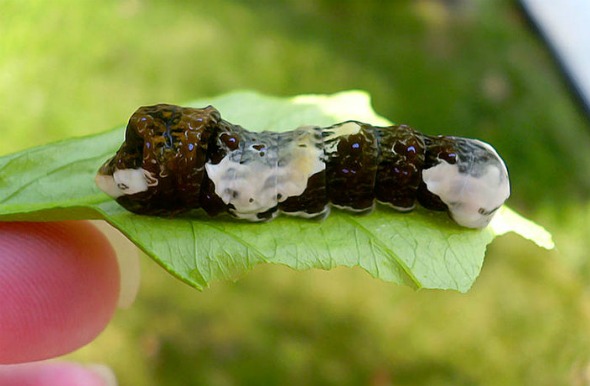 800px-Papilio_cresphontes_larva