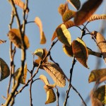 Hidden Bird Optical Illusion