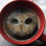 OMG-owl-in-the-coffee