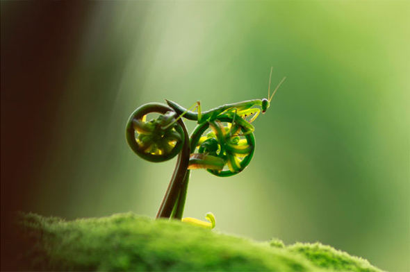 Bike riding Mantis Illusion