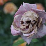 skull_rose_optical_illusion