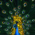 Cecelia-Webber-nude-peacock2