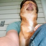 Dog Face Optical Illusion