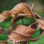 Camouflaged Chameleon