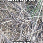When You See it Optical Illusion