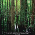 can-you-find-the-eight-navy-seals-in-this-picture