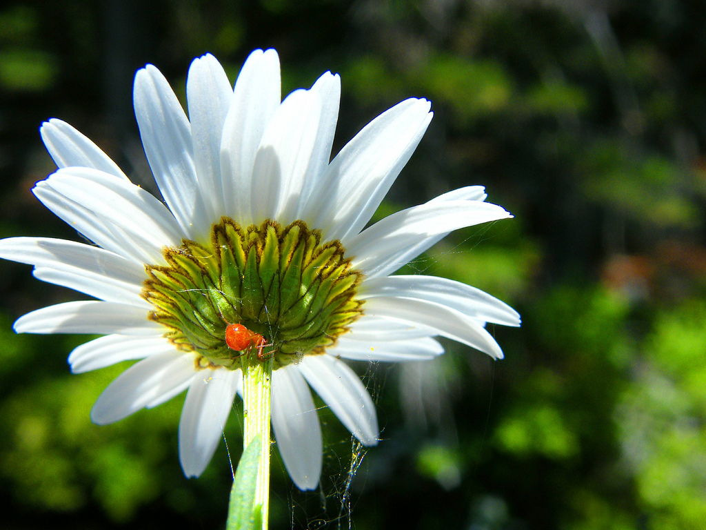 Flower Optical Illusion