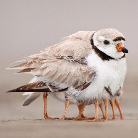 BIrd Legs Optical Illusion