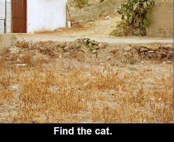 Find the Cat Optical Illusion