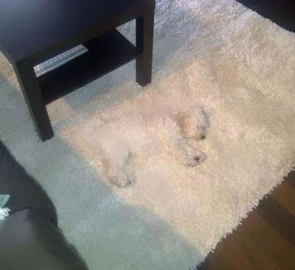 Nice Rug Optical Illusion