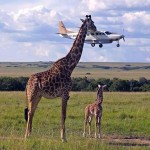 Giraffe Airplane Optical Illusion