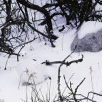 Hidden in the Snow Optical Illusion