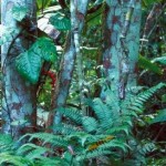 Hidden Jungle Animal Optical Illusion