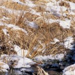 hidden in the snow optical illusion