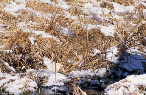 hidden in the snow optical illusion