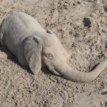 Baby Elephant Hidden In the Sand Optical Illusion