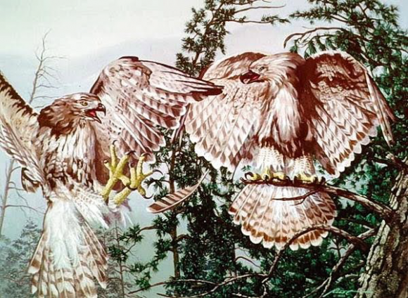 Pair of Eagles Optical Illusion