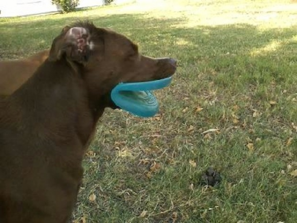 Dog With Plastic Lips Optical Illusion