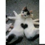 CatsHeart