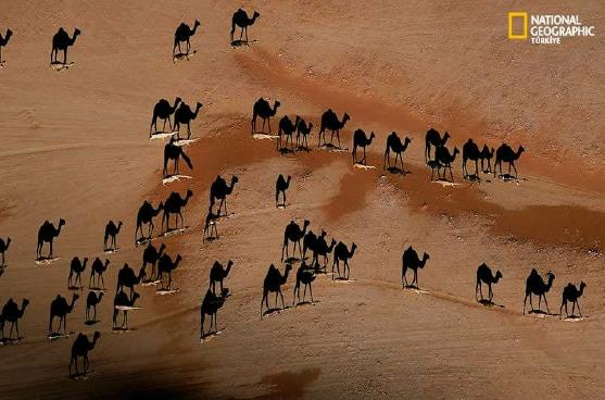 Nationa Geographic Camel Illusion