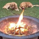 dragon dog fire illusion